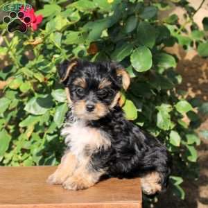 Skipper, Yorkie Puppy