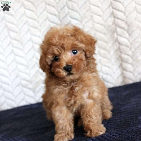 Skipper, Toy Poodle Puppy