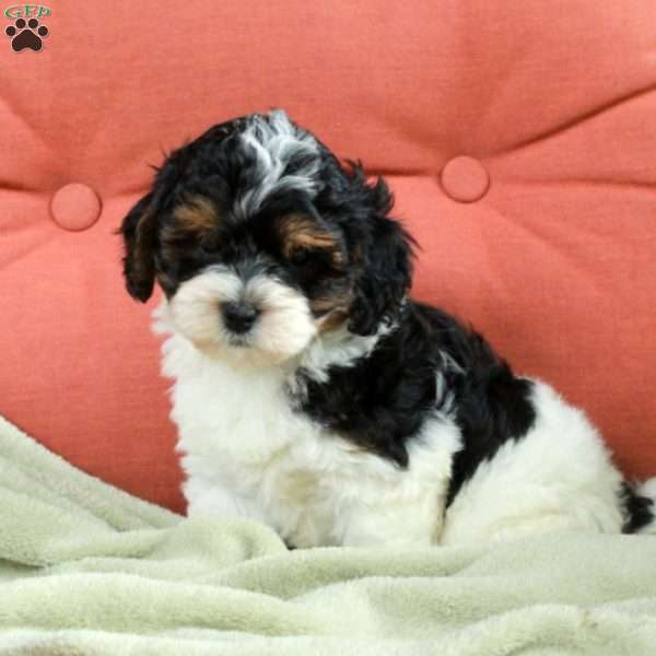 Skippy, Havapoo Puppy
