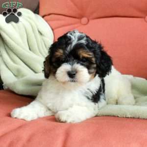 Skippy, Havapoo Puppy