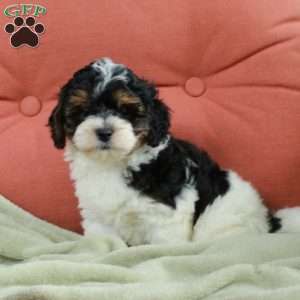 Skippy, Havapoo Puppy