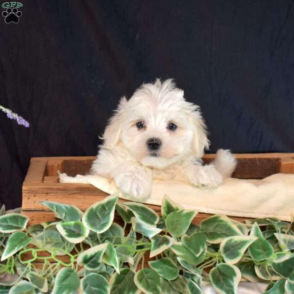 Sky, Maltichon Puppy