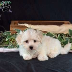 Sky, Maltichon Puppy