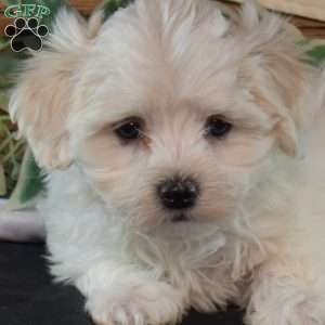 Sky, Maltichon Puppy