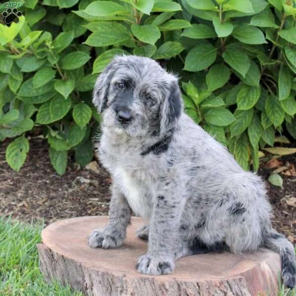 Skye, Labradoodle Puppy