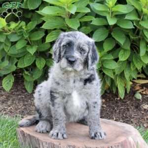 Skye, Labradoodle Puppy