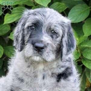 Skye, Labradoodle Puppy