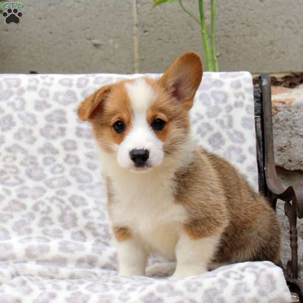 Skyler, Pembroke Welsh Corgi Puppy