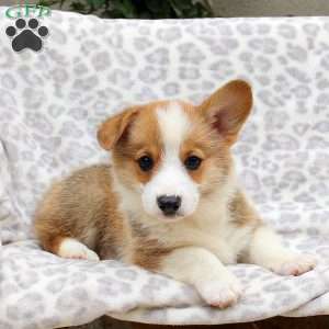 Skyler, Pembroke Welsh Corgi Puppy