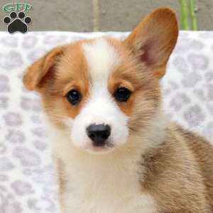 Skyler, Pembroke Welsh Corgi Puppy