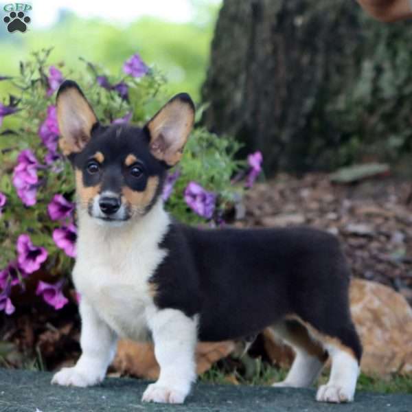 Skylar, Pembroke Welsh Corgi Puppy