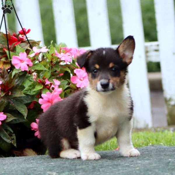 Skylar, Pembroke Welsh Corgi Puppy