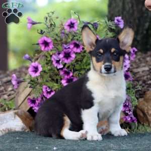 Skylar, Pembroke Welsh Corgi Puppy