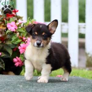 Skylar, Pembroke Welsh Corgi Puppy