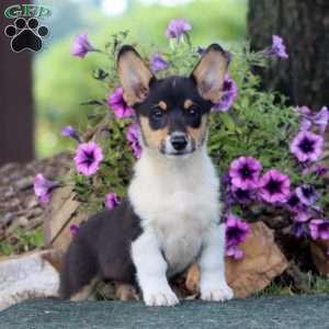 Skylar, Pembroke Welsh Corgi Puppy
