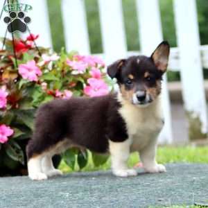 Skylar, Pembroke Welsh Corgi Puppy