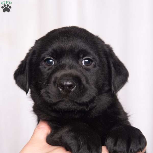 Skyler, Black Labrador Retriever Puppy