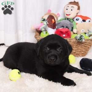 Skyler, Black Labrador Retriever Puppy