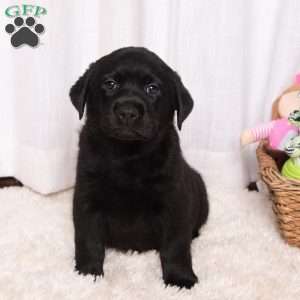 Skyler, Black Labrador Retriever Puppy