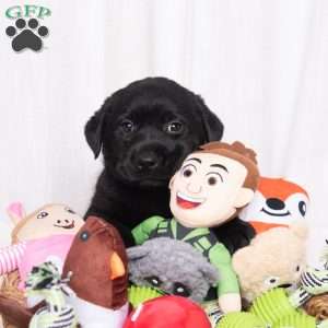 Skyler, Black Labrador Retriever Puppy