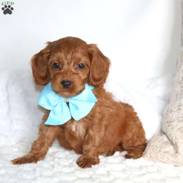 Slink, Cockapoo Puppy