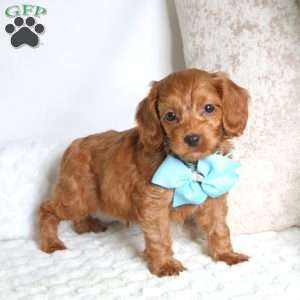 Slink, Cockapoo Puppy
