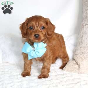 Slink, Cockapoo Puppy