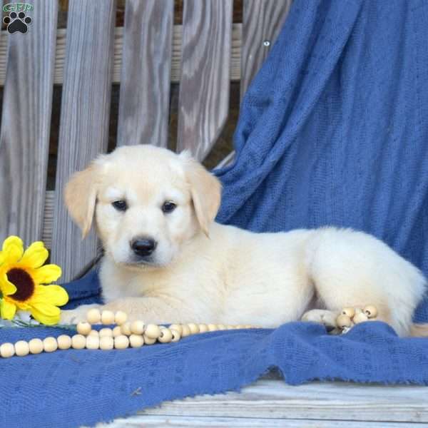 Slinky, Golden Retriever Puppy