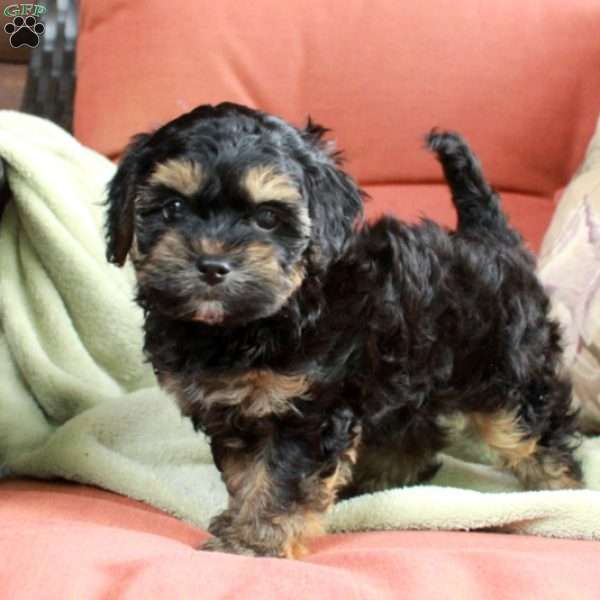 Smokey, Havapoo Puppy