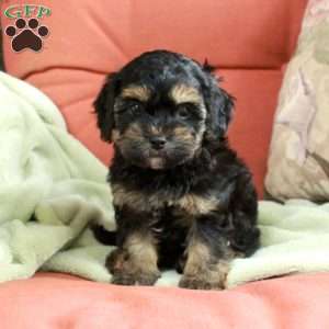 Smokey, Havapoo Puppy