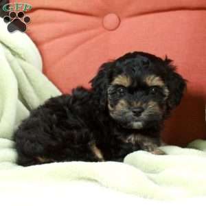 Smokey, Havapoo Puppy