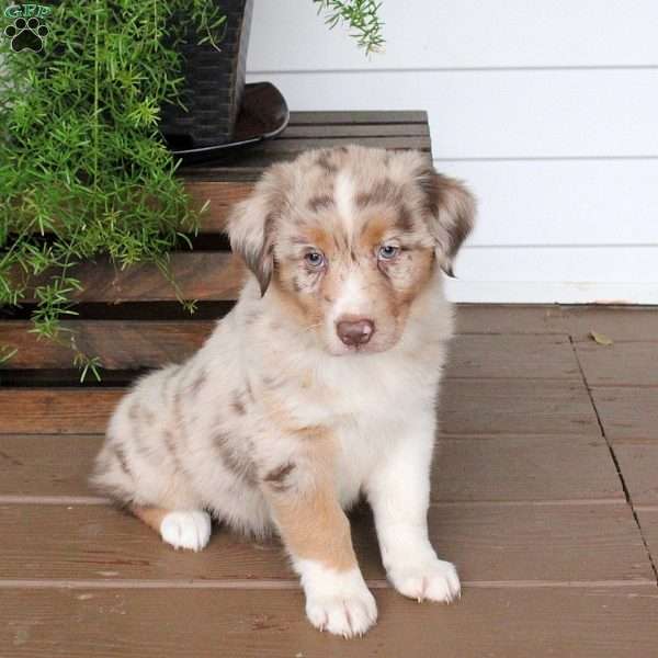 S’more, Australian Shepherd Puppy