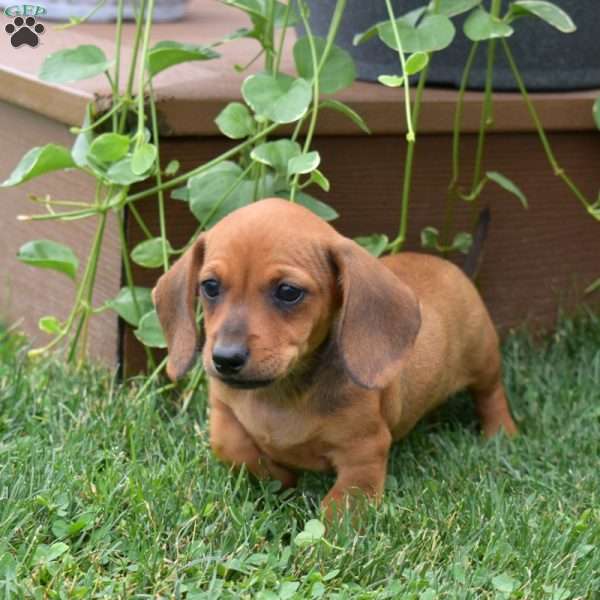 S’mores, Dachshund Puppy