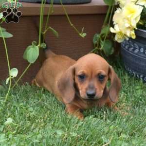 S’mores, Dachshund Puppy