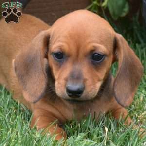 S’mores, Dachshund Puppy