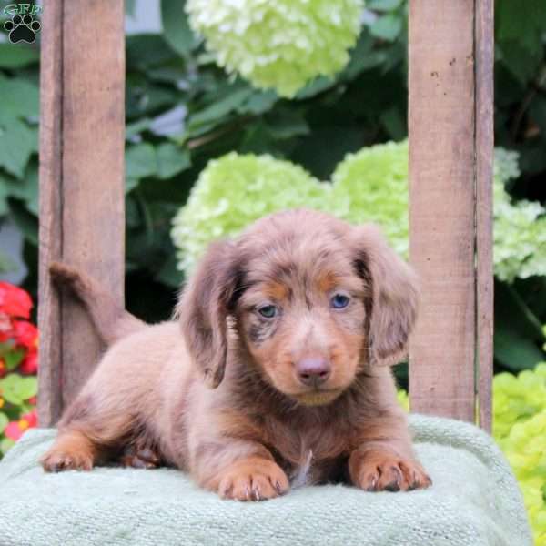 Snap, Dachshund Puppy