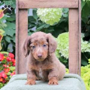 Snap, Dachshund Puppy
