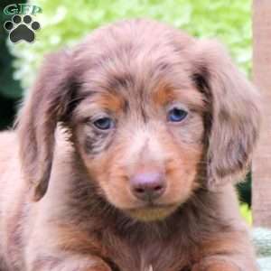 Snap, Dachshund Puppy