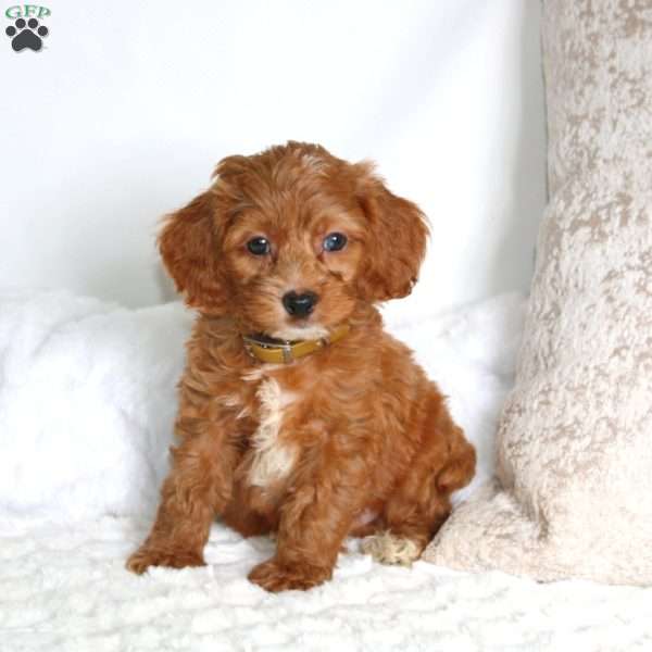 Snicker, Cockapoo Puppy