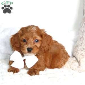 Snicker, Cockapoo Puppy