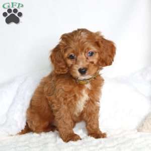 Snicker, Cockapoo Puppy