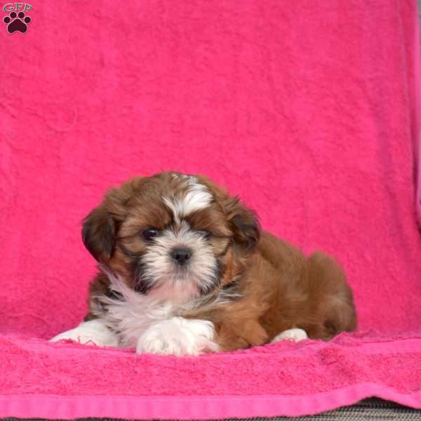 Snickers, Shih Tzu Puppy