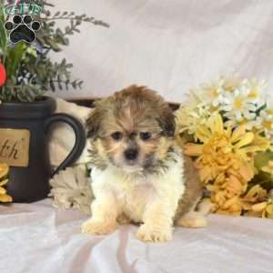 Snickers, Mal-Shi Puppy