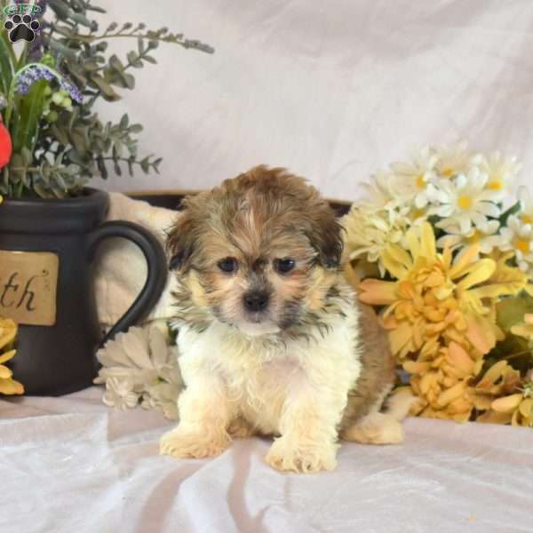 Snickers, Mal-Shi Puppy