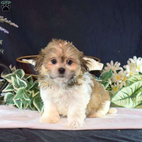 Snickers, Mal-Shi Puppy
