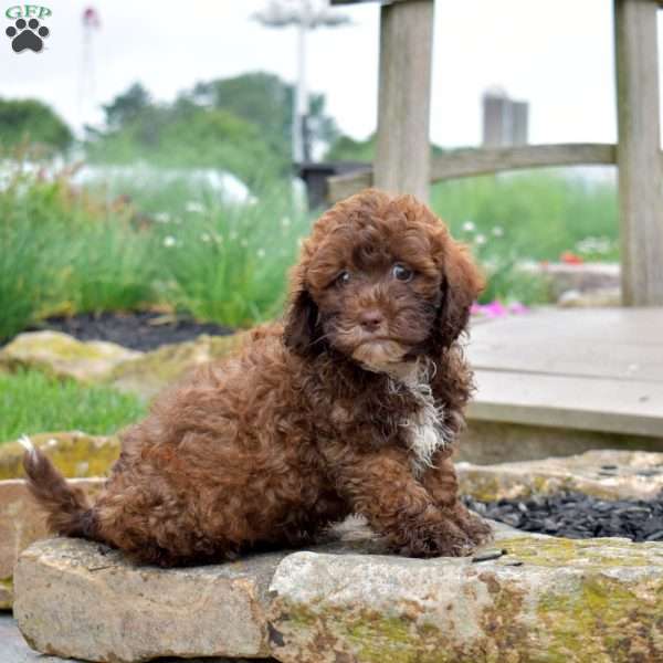 Snickers, Shih Tzu Mix Puppy