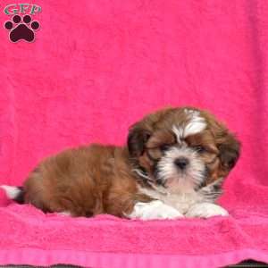 Snickers, Shih Tzu Puppy