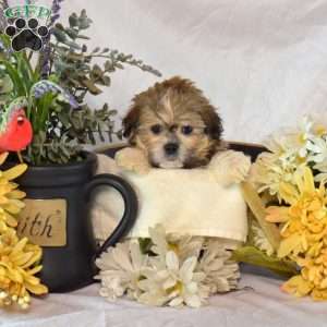 Snickers, Mal-Shi Puppy