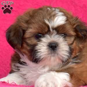 Snickers, Shih Tzu Puppy