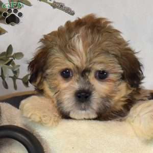Snickers, Mal-Shi Puppy